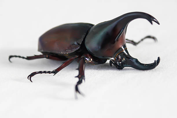 istock Thai rhinoceros beetle wilderness white isolated 517930899