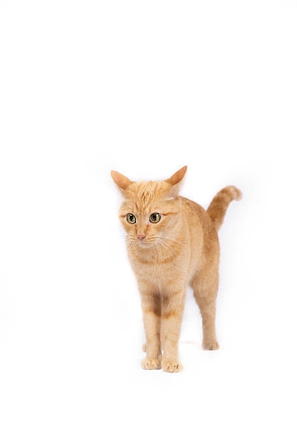 istock Surprised  ginger cat with beautiful big eyes 517931012
