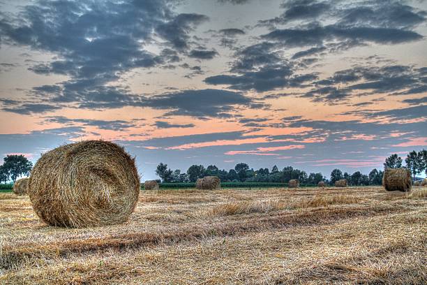 istock hay bales at the sunset 517931139