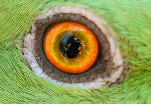 Cerrar de ojo amarilla rojiza el loro del amazonas photo