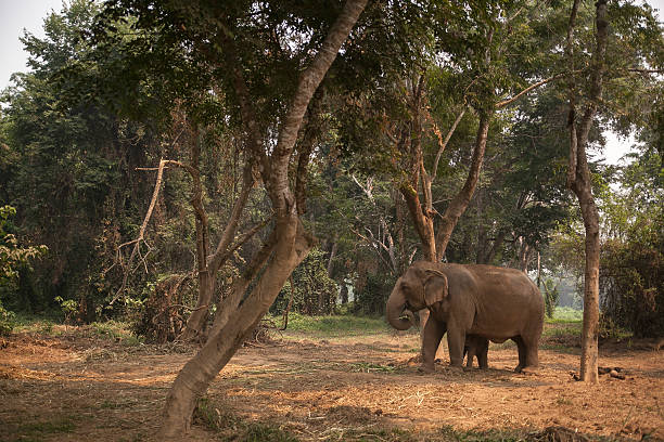 istock Elephant, Thailand, northern thailand 517932098