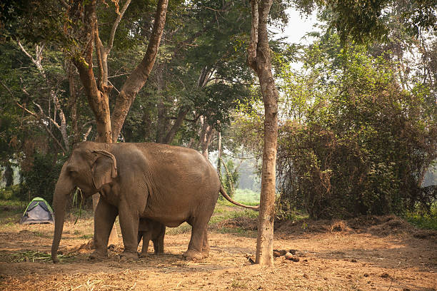 istock Elephant, Thailand, northern thailand 517932142