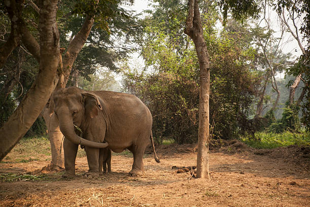 istock Elephant, Thailand, northern thailand 517932206