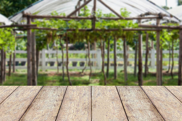 grapes garden