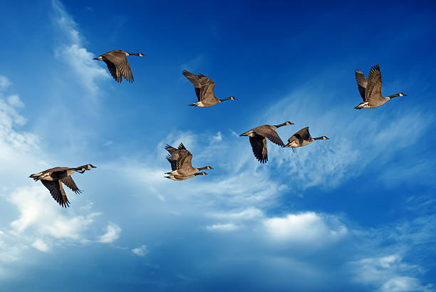 istock Blue sky with flying birds natural background 517933366