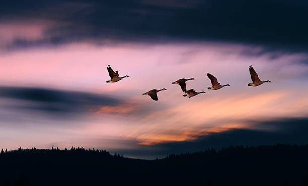istock Flock of geese during spring or autumn migration 517933400