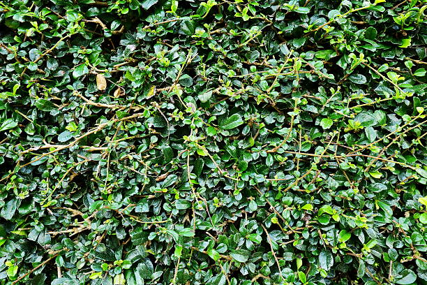istock Green leaves wall nature background. 517937134