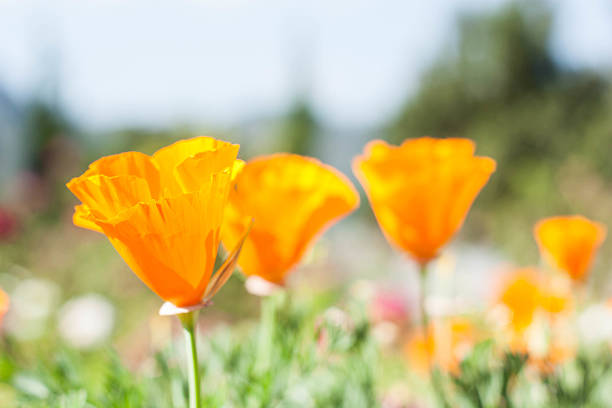 istock Beautiful field yellow tulips flower. 517939236