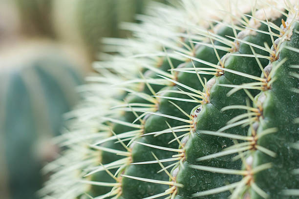 istock Green cactus thorns in the cactus graden. 517939300
