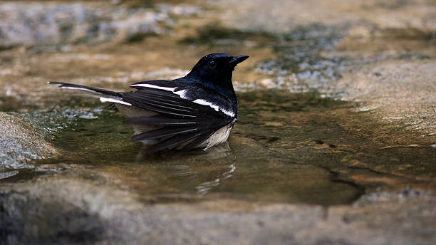 istock The Oriental Magpie Robin. 517940474