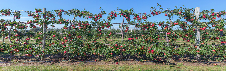Panorama of red , ripe apples on the vine, Long Island, NY