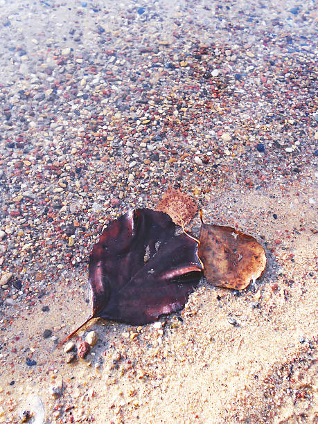 istock autumn leaf lies on the water 517953951