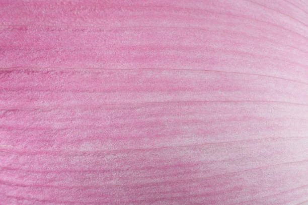 water lily petals closeup stock photo
