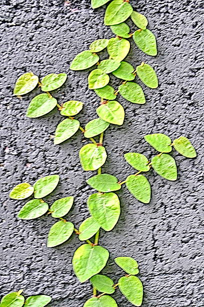 istock plant on the black wall 517954955