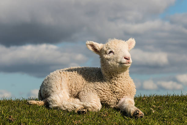 신생아 양고기 배스킹 on 잔디 - newborn animal grass cute animal 뉴스 사진 이미지