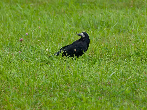 Black crow sitting in the green grass