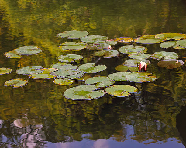 istock summer lake with water-lily flowers 517956139