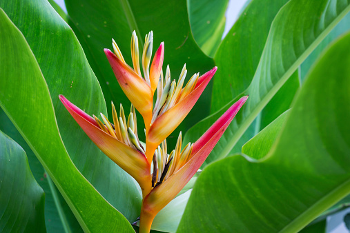 heliconia flower color banana leaves.