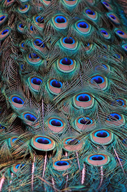 istock Close up image of Peacock Tail 517956909