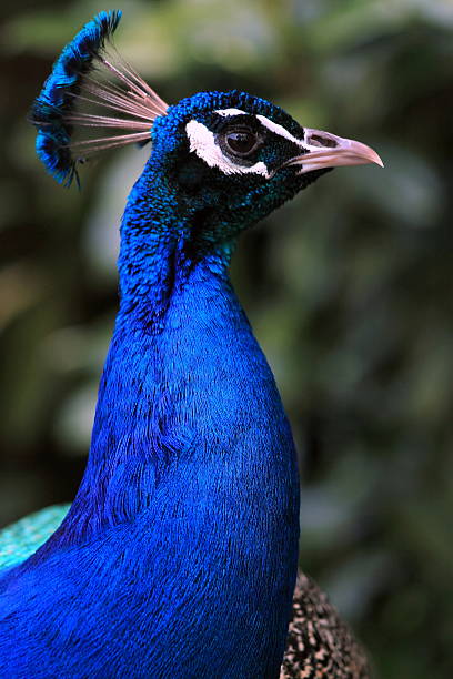 istock Close up of a Peacock. 517956919