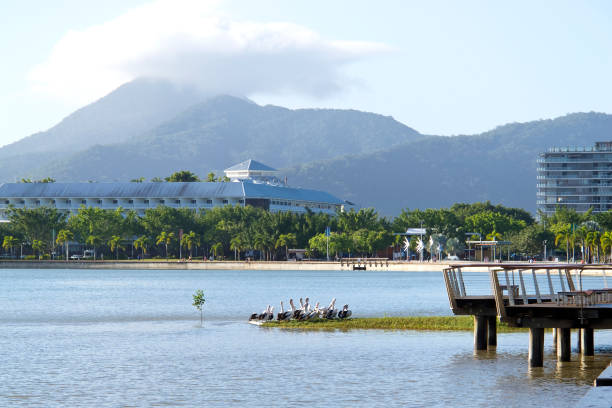 istock Pelicans near Cairns 517957321