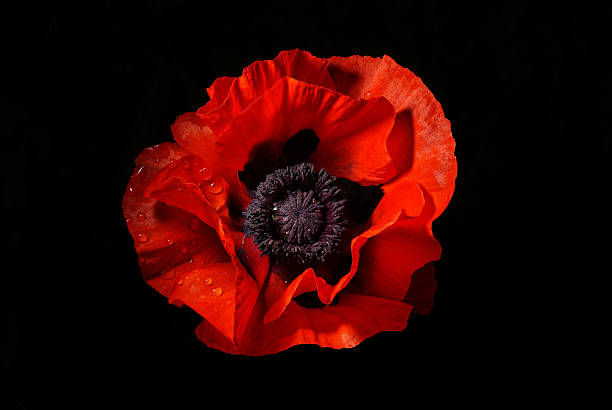 papoila vermelha flor em um fundo preto - poppy flower petal stamen imagens e fotografias de stock