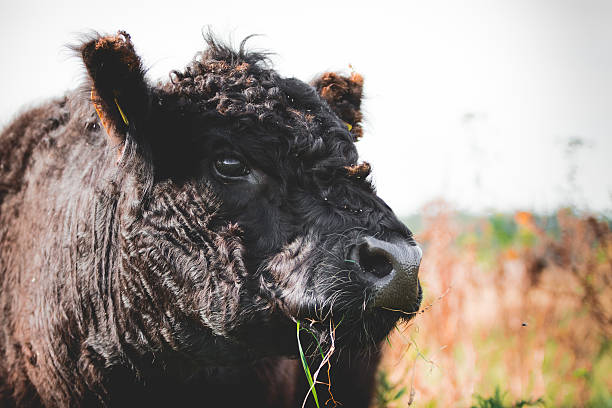 vacca di galloway - young animal agriculture galloway highland cattle foto e immagini stock