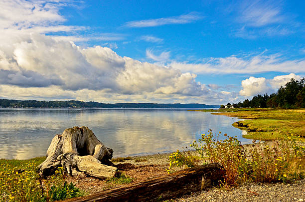 istock Clouds reflecting in the Hood Canal and white tree stump 517958483