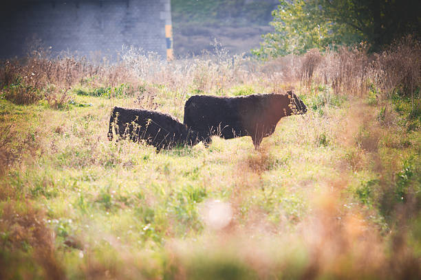 vacca di galloway - young animal agriculture galloway highland cattle foto e immagini stock