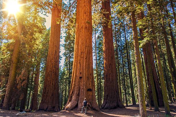 Sequoia vs Man Sequoia vs Man. Giant Sequoias Forest and the Tourist with Backpack Looking Up. sequoia tree stock pictures, royalty-free photos & images