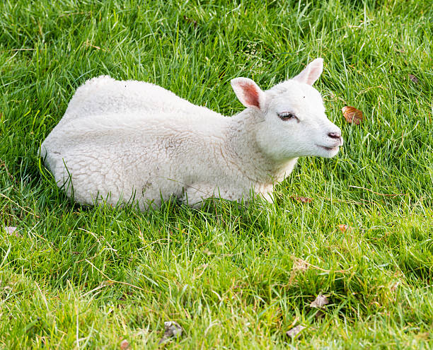 istock Lamb lies in the grass 517960029