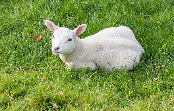 istock Lamb lies in the grass 517960043