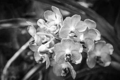 Black and white ascocentrum. php orchid flower