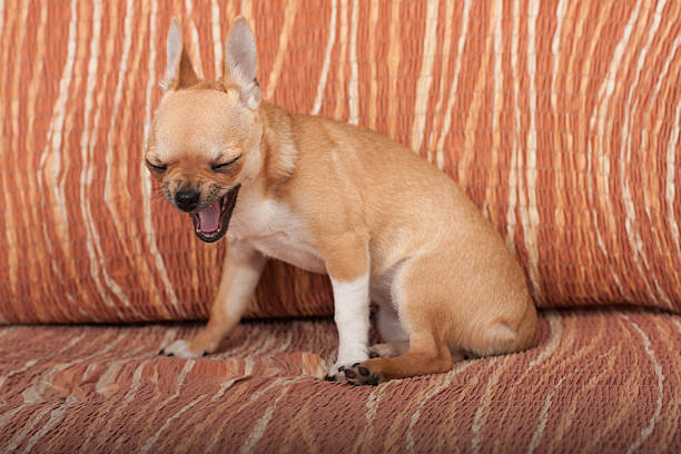 bâillement chihuahua chiot assis sur le canapé, 4 mois femme - chihuahua dog pets yawning photos et images de collection