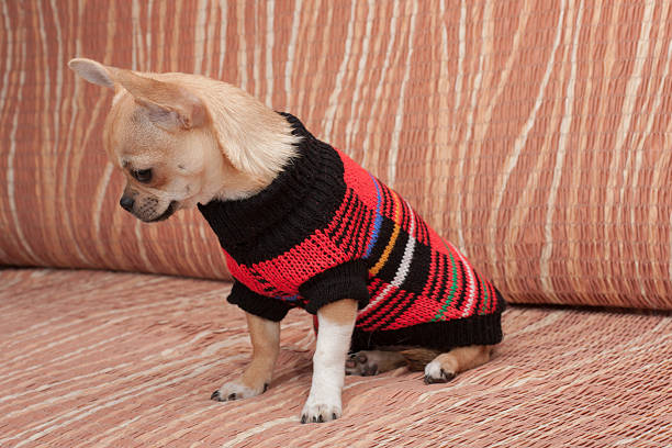 istock Chihuahua puppy dressed with pullover sitting on sofa 517964664
