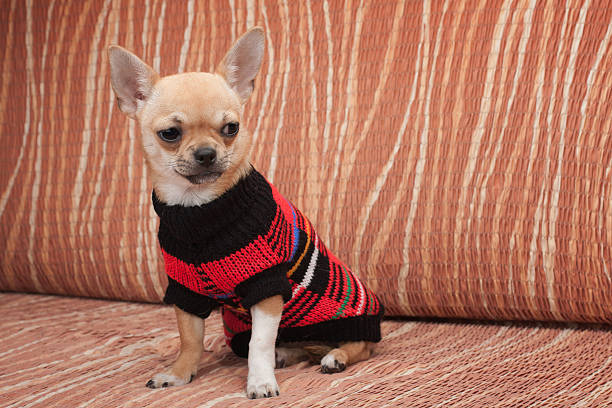 istock Chihuahua puppy dressed with pullover sitting on sofa 517964798