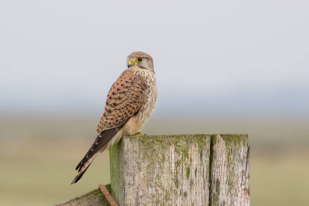 istock Common Ketrel in the morning sun 517965342