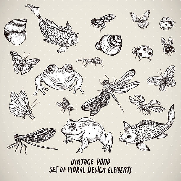 набор винтажных пруда водных животных векторные элементы - ladybug stock illustrations