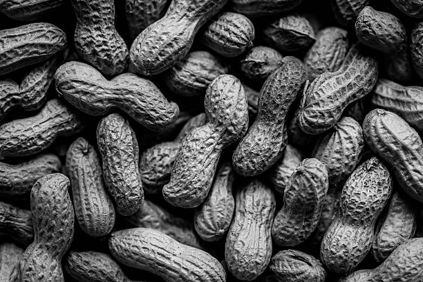 Monochrome close up image of unshelled peanuts showing the textures and shapes of the external shell