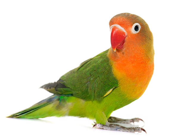 Young fischeri lovebird Young fischeri lovebird in front of white background parakeet stock pictures, royalty-free photos & images