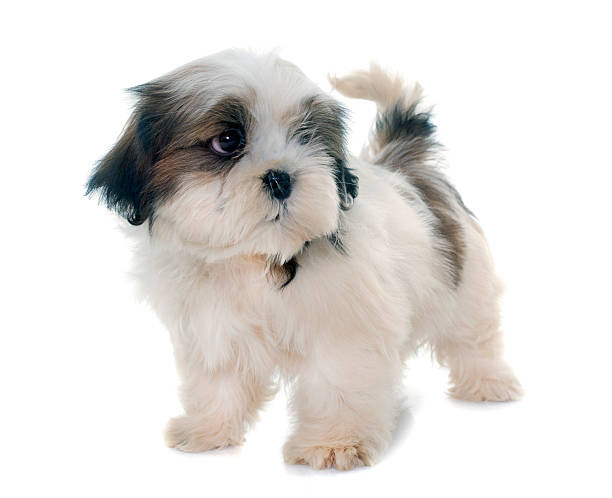 istock puppy shih tzu 517966764