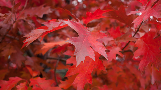 Bright autumn leaf color in the forest with shallow depth of field.