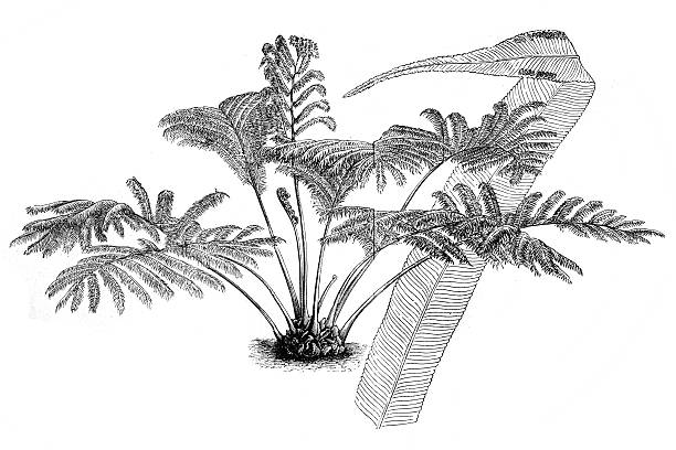Angiopteris evecta ,Giant Fern Angiopteris evecta ,Giant Fern tree fern stock illustrations