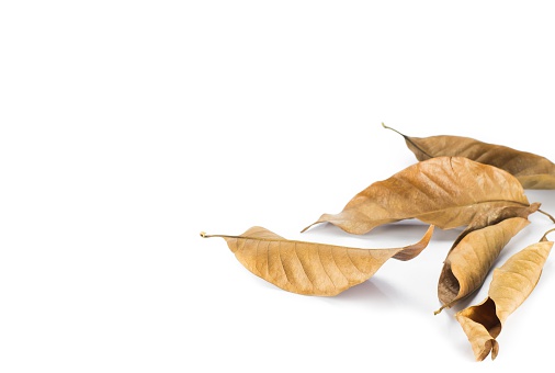 Dead leaf on white isolated background