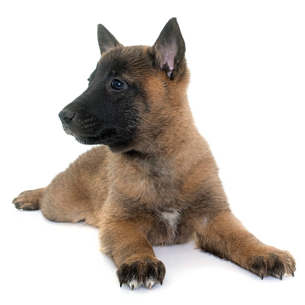 istock puppy belgian shepherd malinois 517968492