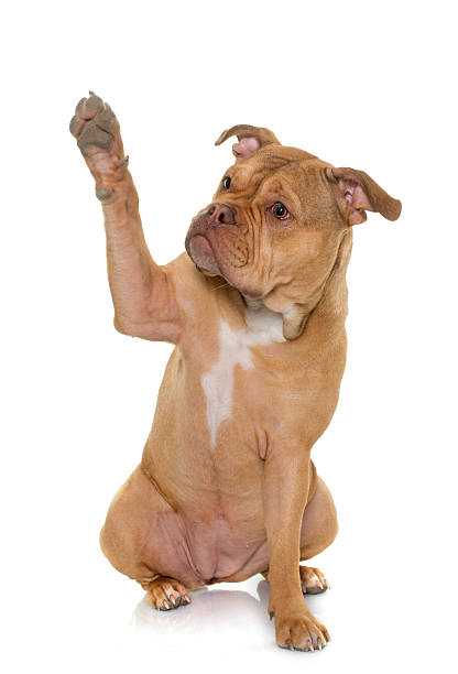 istock old english bulldog 517971364