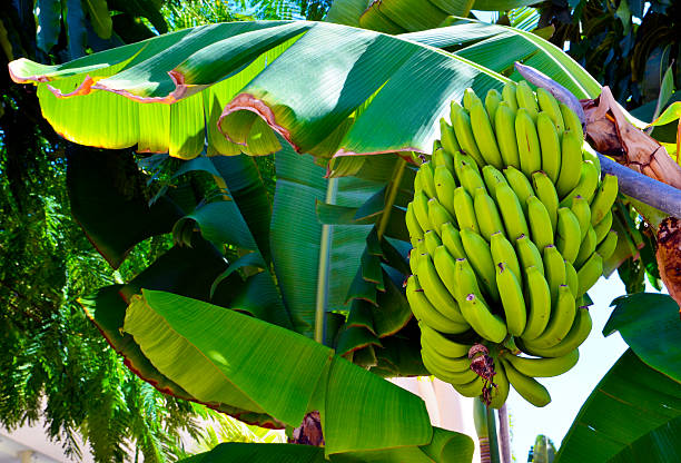 Bunch of banana growing on banana tree.