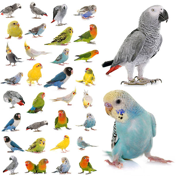 istock group of parakeets and parrots 517971894
