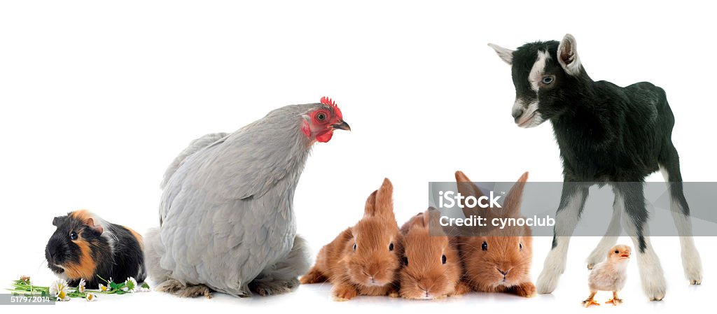 group of farm animals group of farm animals in front of white background Rabbit - Animal Stock Photo