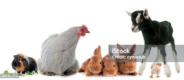 Group Of Farm Animals Stock Photo - Download Image Now - Rabbit - Animal, Goat, Chicken - Bird
